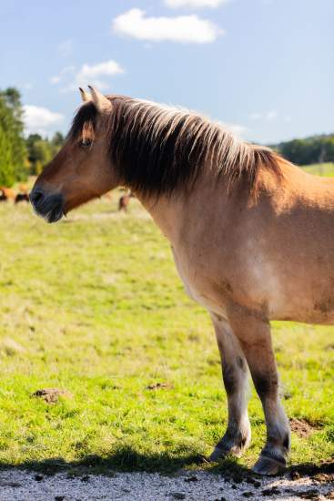 Maison Wenger · Hôtel Le Noirmont, Jura Suisse