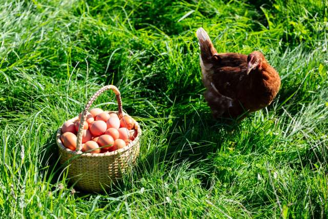 Restaurant 2 étoiles Michelin Noirmont, Suisse · Maison Wenger 